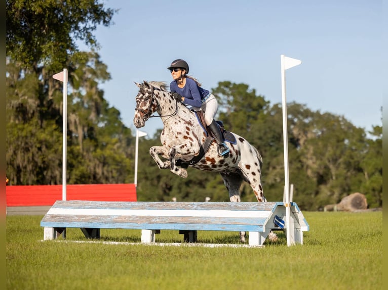 Appaloosa Wallach 4 Jahre  in Ocala