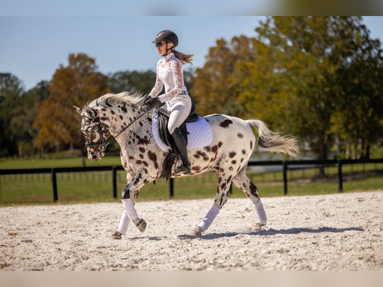 Appaloosa Wallach 4 Jahre  in Ocala
