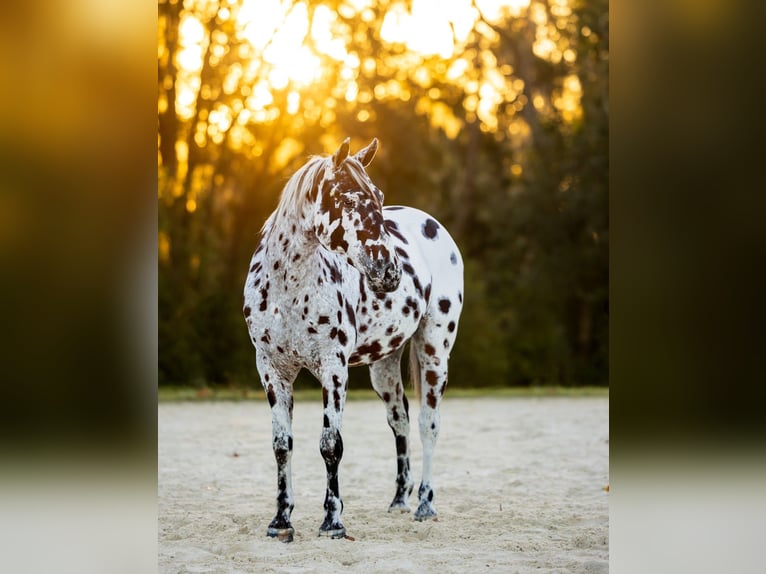 Appaloosa Wallach 4 Jahre  in Ocala