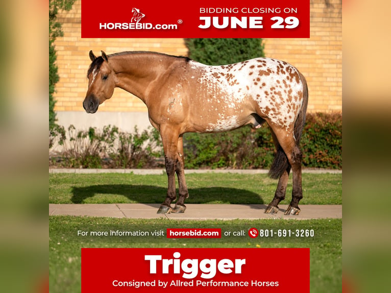 Appaloosa Wallach 4 Jahre Falbe in Miami