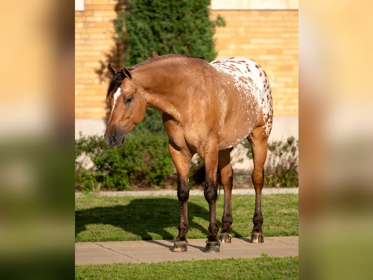 Appaloosa Wallach 4 Jahre Falbe in Miami