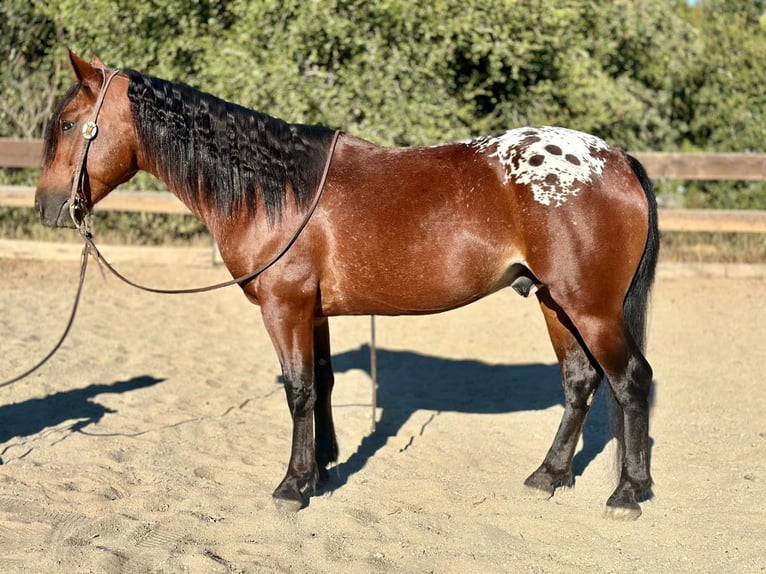 Appaloosa Mix Wallach 4 Jahre in Bernalillo