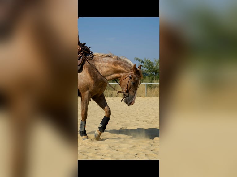 Appaloosa Wallach 4 Jahre  in Niedermohr