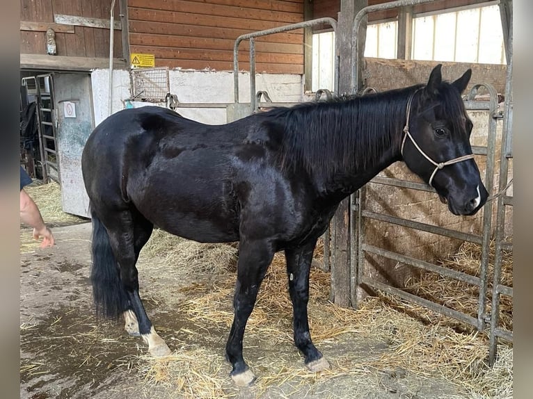 Appaloosa Wallach 4 Jahre Rappe in Enspel