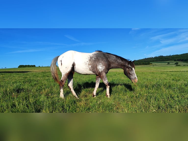Appaloosa Wallach 4 Jahre in Kempfeld