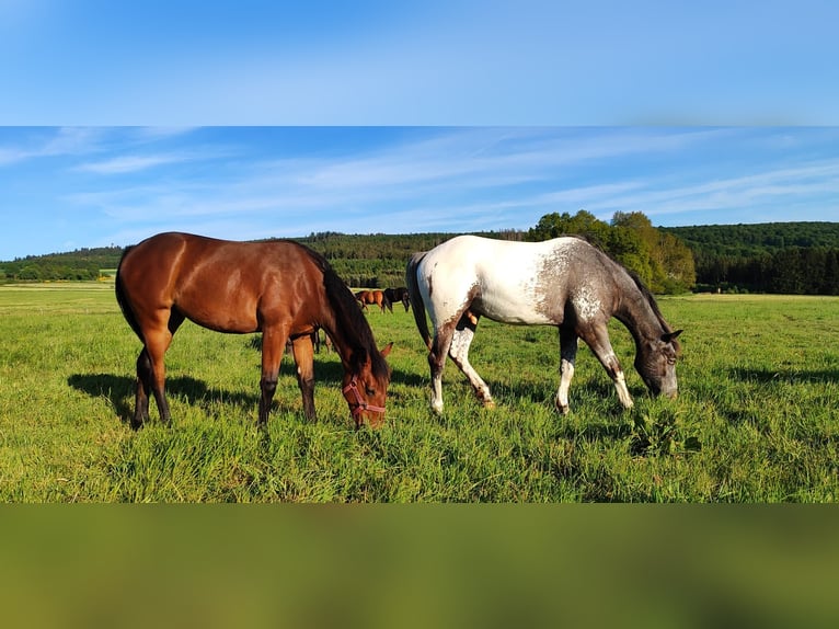 Appaloosa Wallach 4 Jahre in Kempfeld