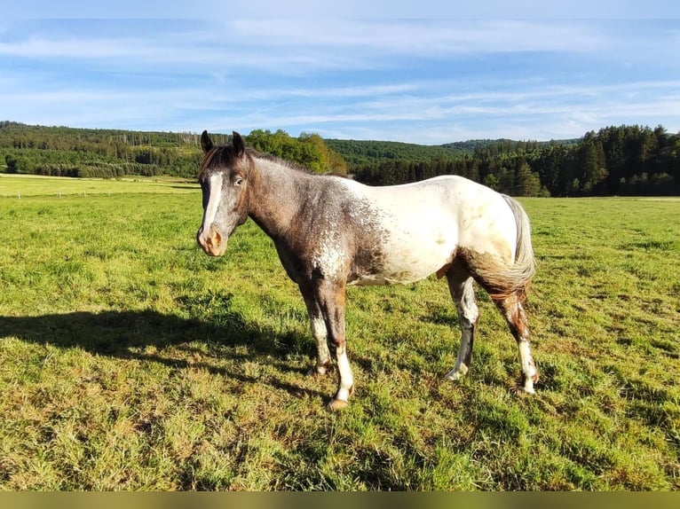 Appaloosa Wallach 4 Jahre in Kempfeld