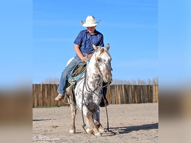 Appaloosa Wallach 5 Jahre 142 cm  in Rigby