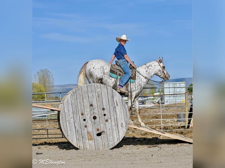 Appaloosa Wallach 5 Jahre 142 cm  in Rigby