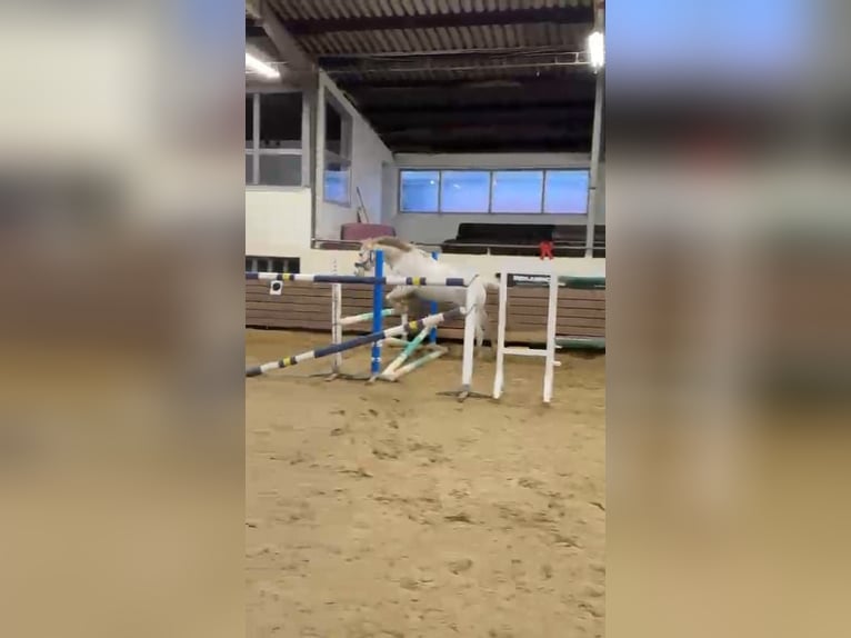 Appaloosa Wallach 5 Jahre 143 cm Tigerschecke in Goch