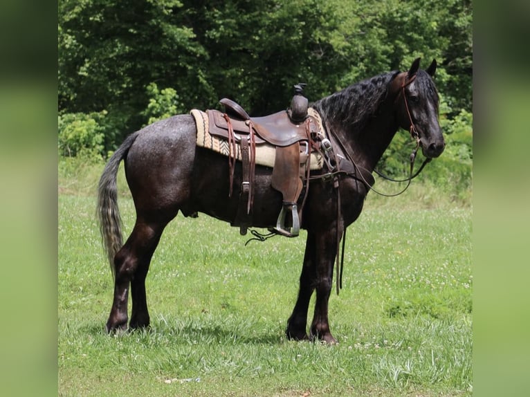 Appaloosa Wallach 5 Jahre 150 cm Rappe in Tompkinsville Ky