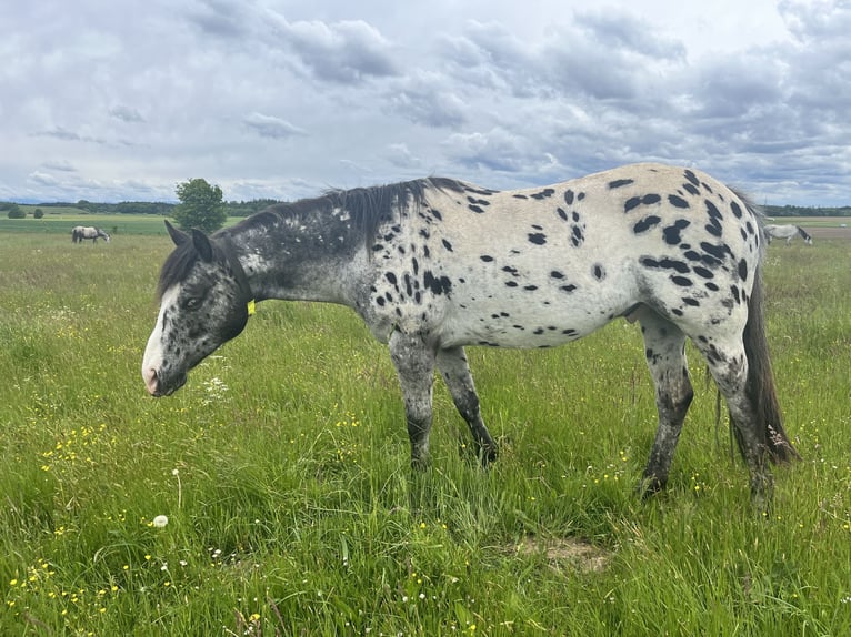 Appaloosa Wallach 5 Jahre 150 cm Tigerschecke in Putzbrunn