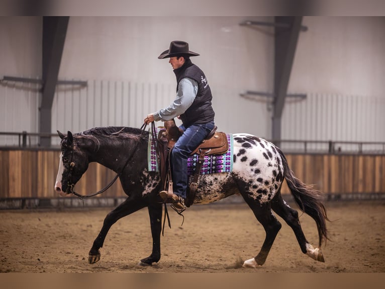 Appaloosa Wallach 5 Jahre 150 cm Tigerschecke in Canistota