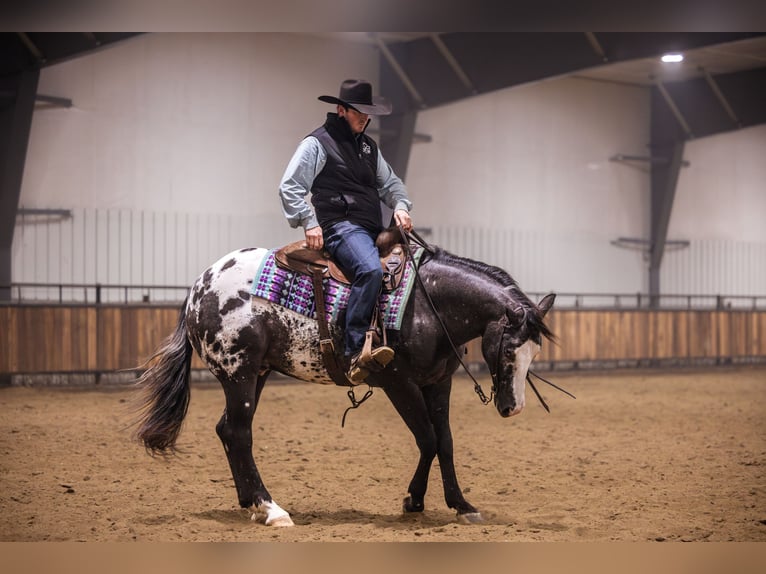 Appaloosa Wallach 5 Jahre 150 cm Tigerschecke in Canistota