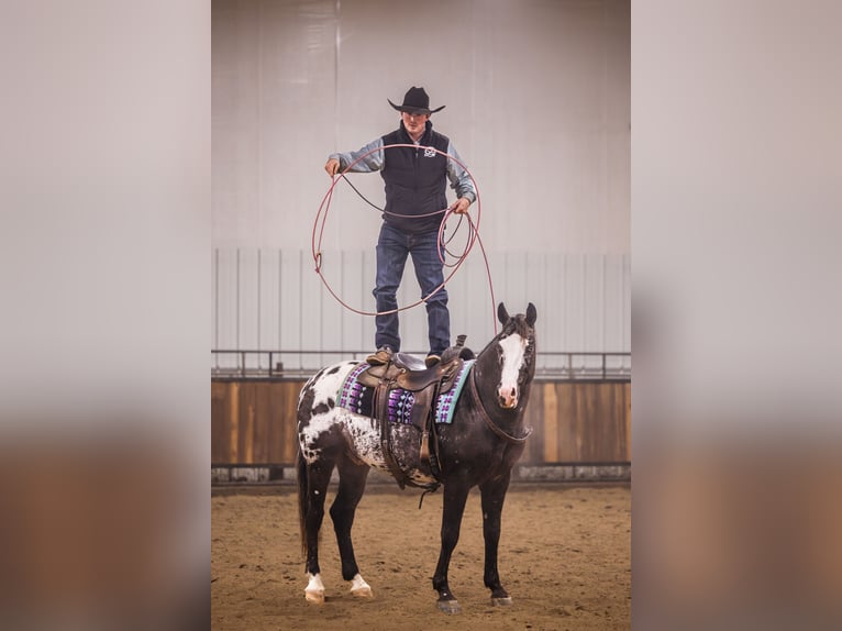 Appaloosa Wallach 5 Jahre 150 cm Tigerschecke in Canistota
