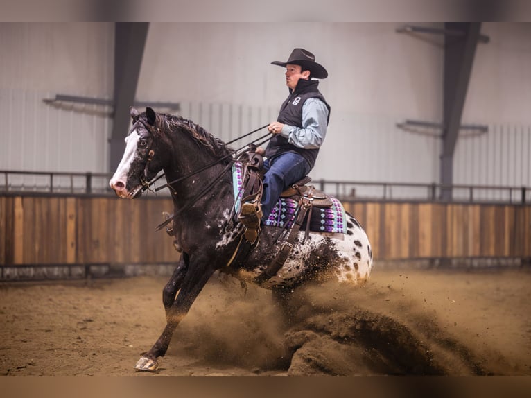 Appaloosa Wallach 5 Jahre 150 cm Tigerschecke in Canistota