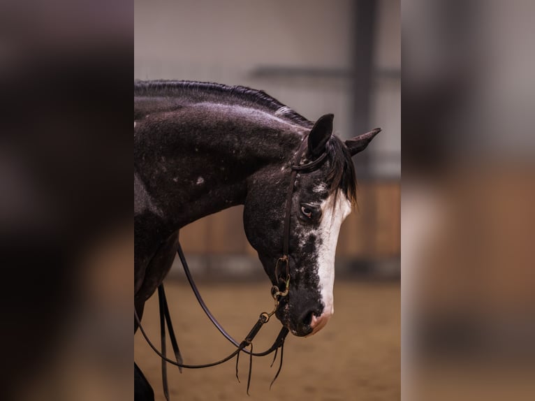 Appaloosa Wallach 5 Jahre 150 cm Tigerschecke in Canistota