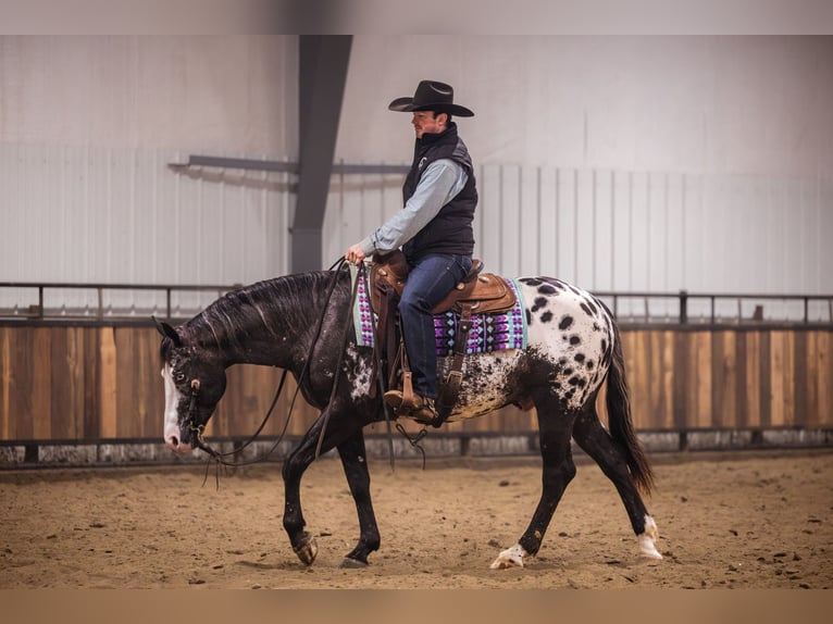 Appaloosa Wallach 5 Jahre 150 cm Tigerschecke in Canistota