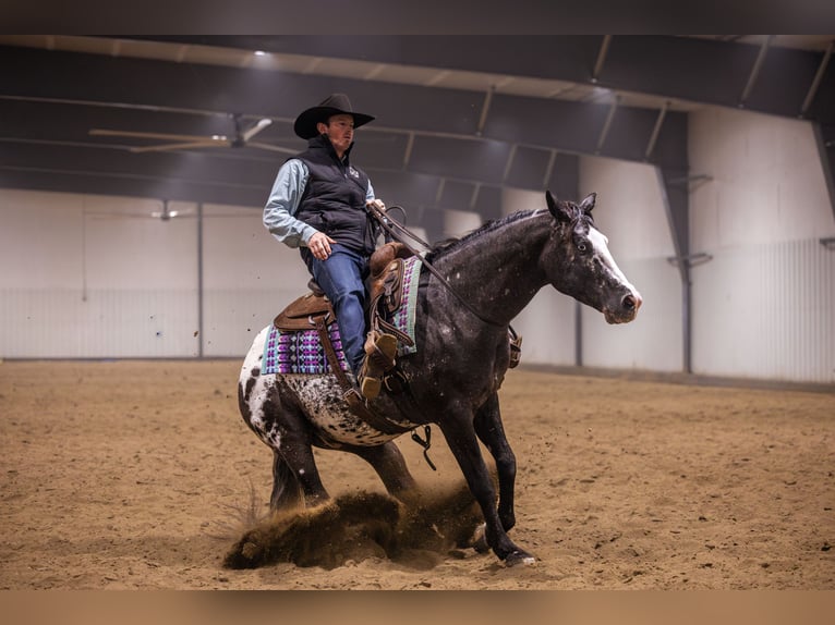 Appaloosa Wallach 5 Jahre 150 cm Tigerschecke in Canistota