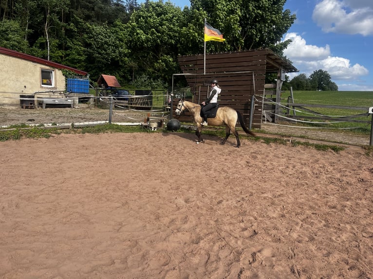 Appaloosa Wallach 5 Jahre 151 cm Buckskin in Geiselwind