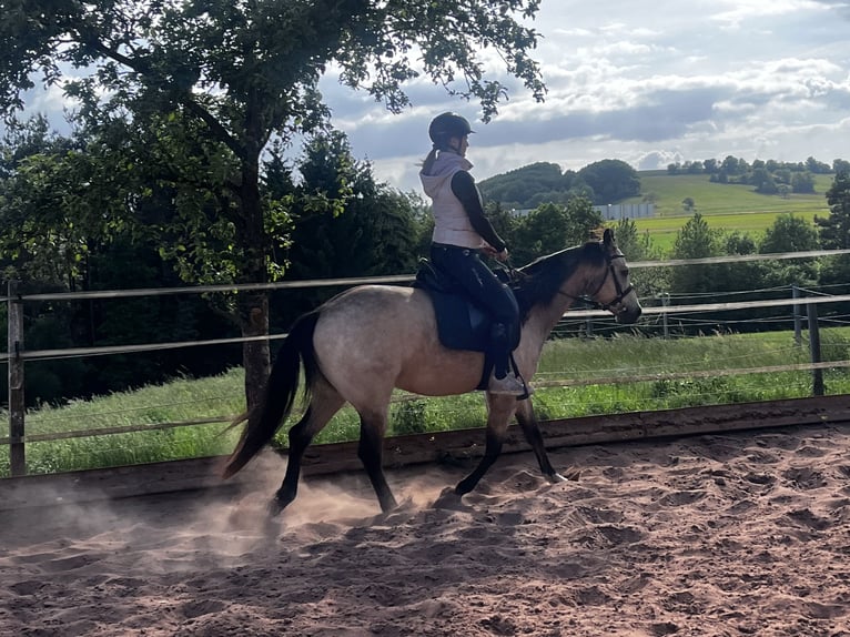 Appaloosa Wallach 5 Jahre 151 cm Buckskin in Geiselwind