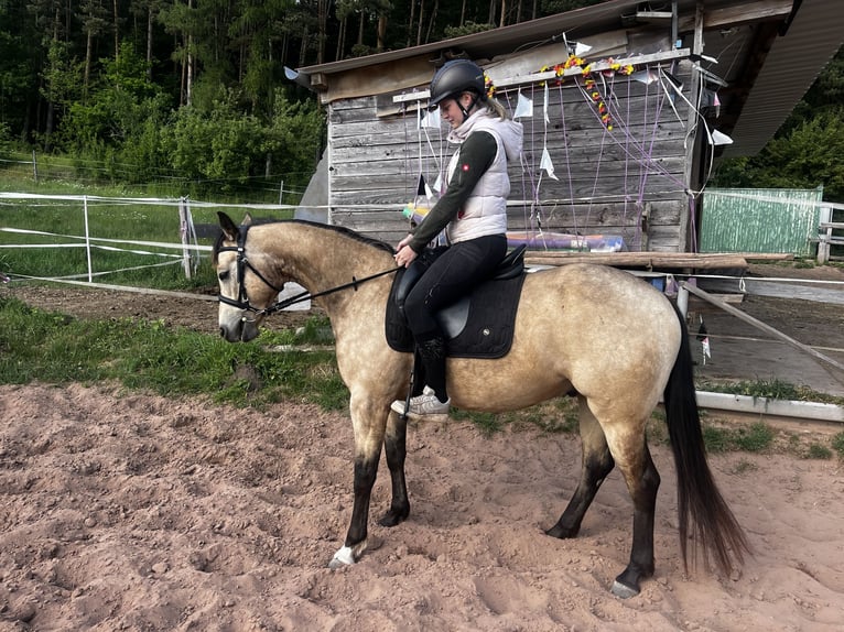 Appaloosa Wallach 5 Jahre 151 cm Buckskin in Geiselwind