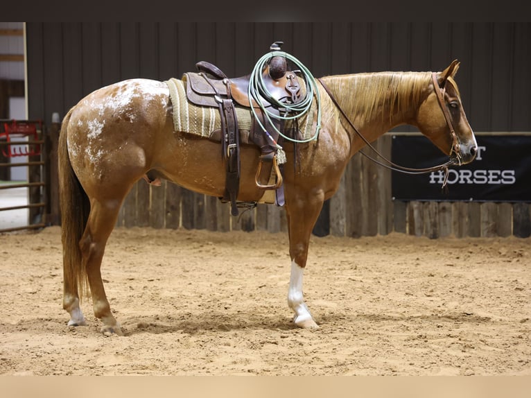 Appaloosa Wallach 5 Jahre 152 cm Dunkelfuchs in Dalhart