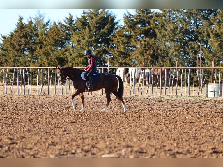 Appaloosa Wallach 5 Jahre 152 cm  in Ripley