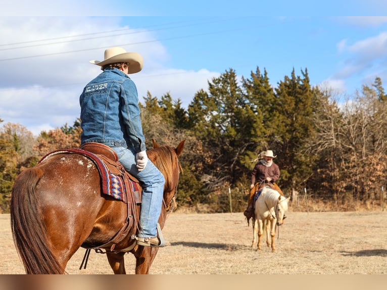 Appaloosa Wallach 5 Jahre 152 cm  in Ripley
