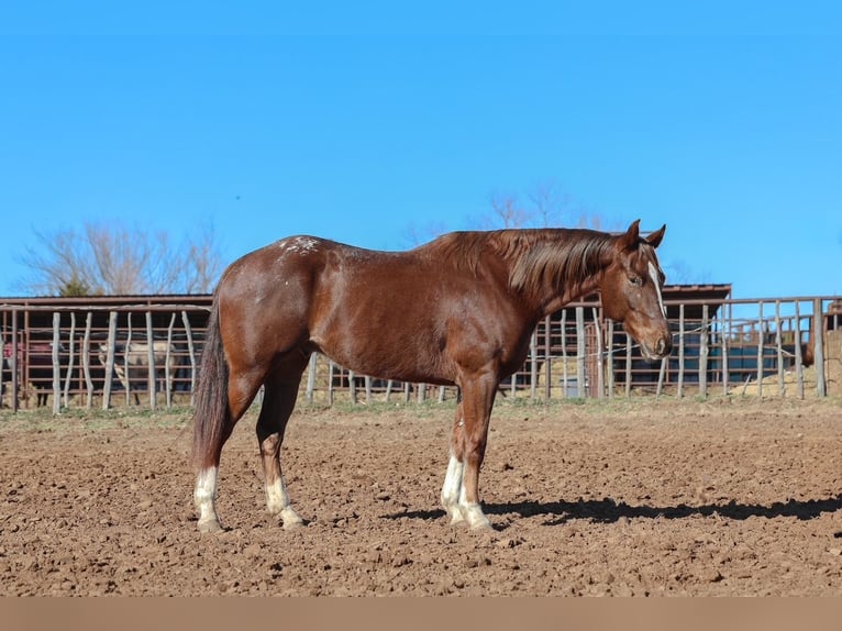 Appaloosa Wallach 5 Jahre 152 cm  in Ripley