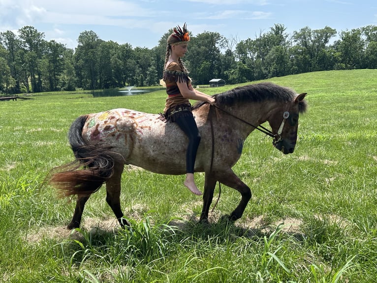 Appaloosa Mix Wallach 5 Jahre 152 cm Rotbrauner in White Hall