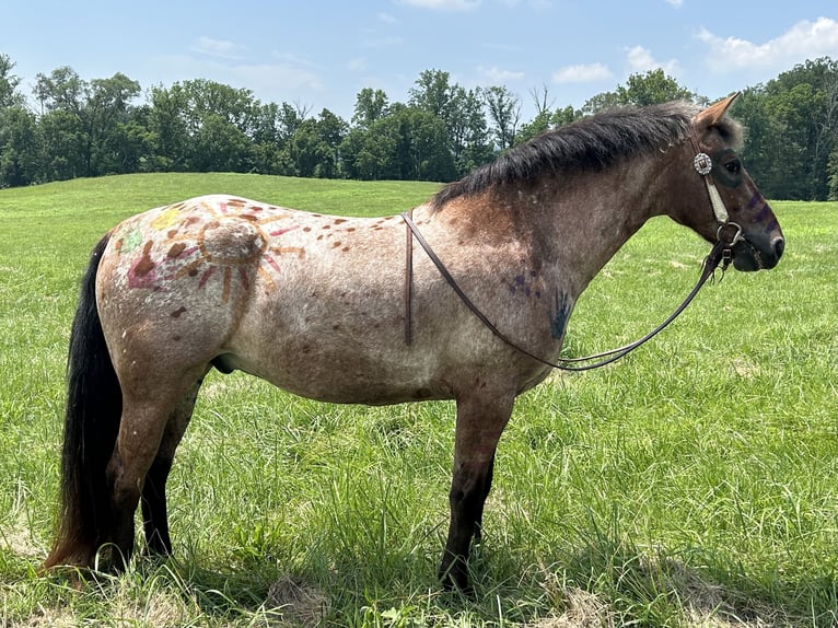 Appaloosa Mix Wallach 5 Jahre 152 cm Rotbrauner in White Hall