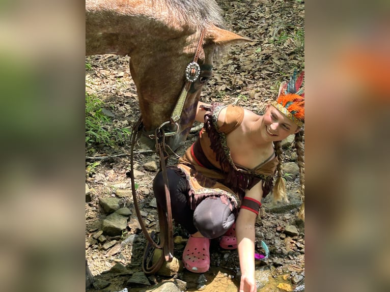 Appaloosa Mix Wallach 5 Jahre 152 cm Rotbrauner in White Hall