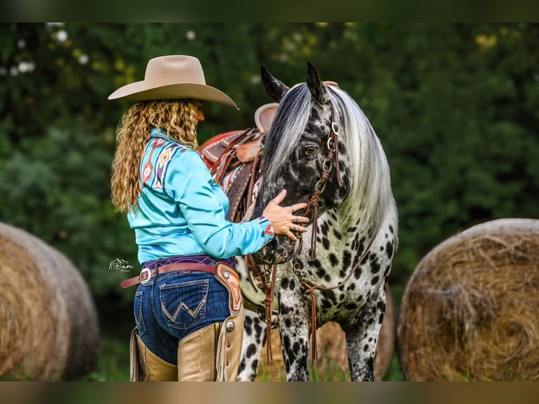 Appaloosa Wallach 5 Jahre 152 cm in Salesville, OH