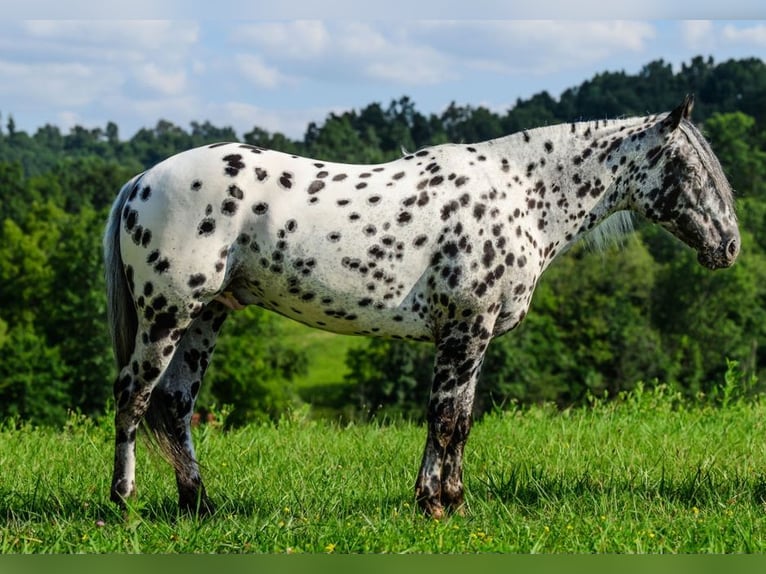 Appaloosa Wallach 5 Jahre 152 cm in Salesville, OH