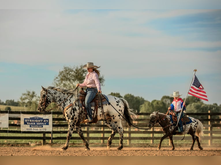 Appaloosa Wallach 5 Jahre 152 cm in Salesville, OH