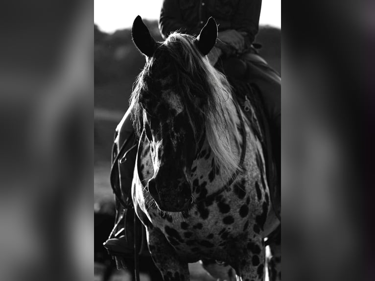 Appaloosa Wallach 5 Jahre 152 cm in Salesville, OH