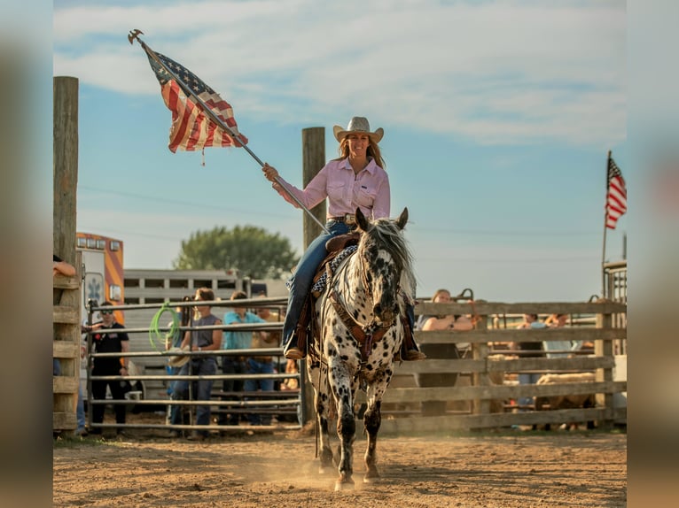 Appaloosa Wallach 5 Jahre 152 cm in Salesville, OH