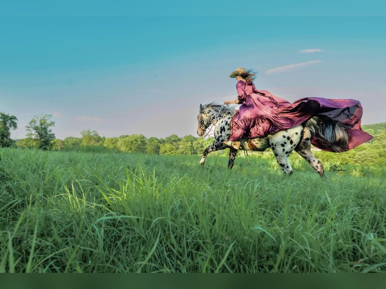 Appaloosa Wallach 5 Jahre 152 cm in Salesville, OH