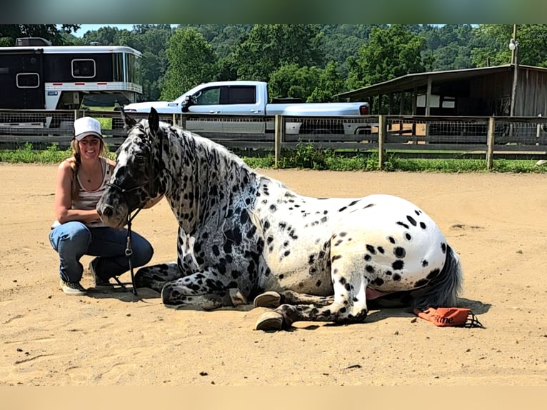 Appaloosa Wallach 5 Jahre 152 cm in Salesville, OH