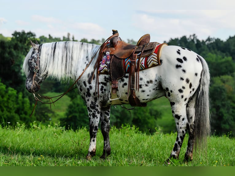Appaloosa Wallach 5 Jahre 152 cm in Salesville, OH