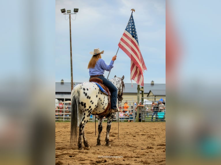Appaloosa Wallach 5 Jahre 152 cm in Salesville, OH