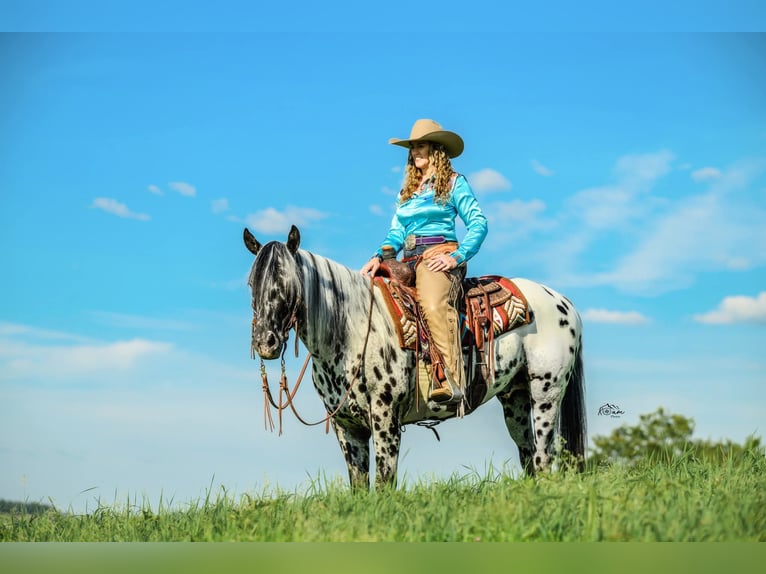 Appaloosa Wallach 5 Jahre 152 cm in Salesville, OH
