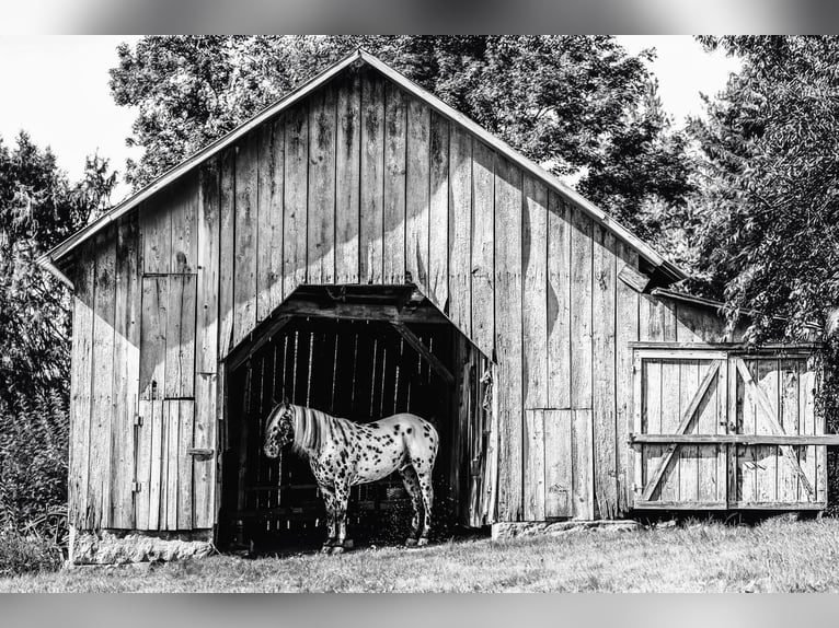Appaloosa Wallach 5 Jahre 152 cm in Salesville, OH