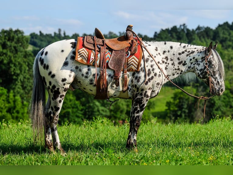 Appaloosa Wallach 5 Jahre 152 cm in Salesville, OH