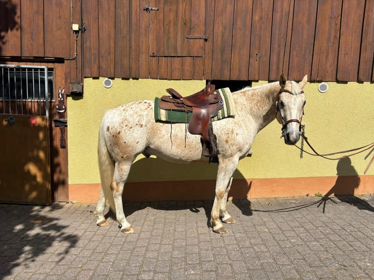 Appaloosa Wallach 5 Jahre 153 cm Palomino in Leutersdorf
