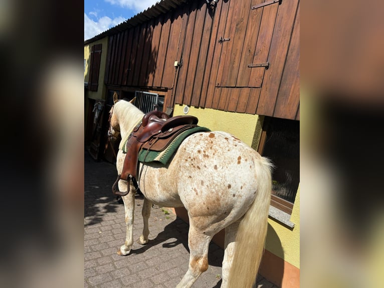 Appaloosa Wallach 5 Jahre 153 cm Palomino in Leutersdorf