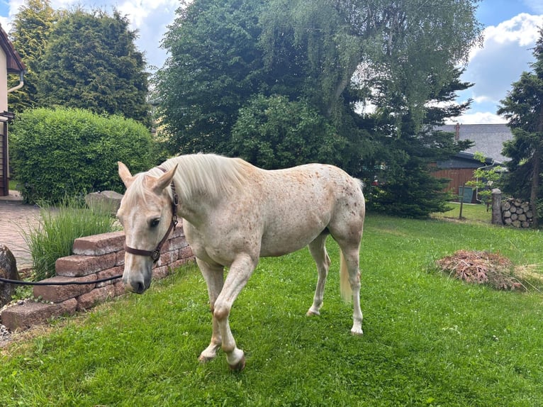 Appaloosa Wallach 5 Jahre 153 cm Palomino in Leutersdorf