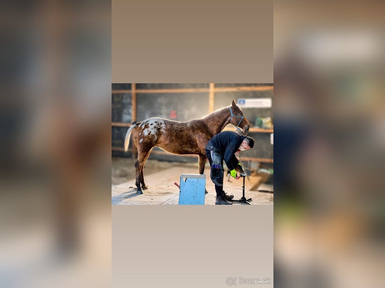Appaloosa Wallach 5 Jahre 153 cm Rotbrauner in Tesedikovo