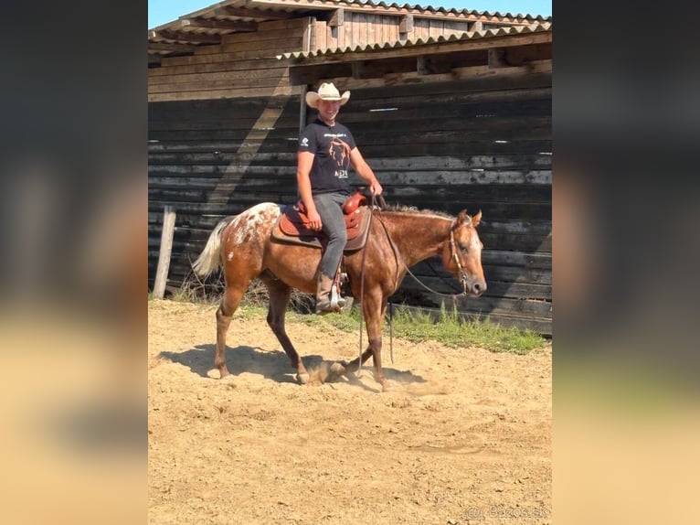 Appaloosa Wallach 5 Jahre 153 cm Rotbrauner in Tesedikovo